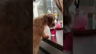 #dog Anyone looking to buy a Cockapoo? Inspired by our friend @Murphy the Cockap