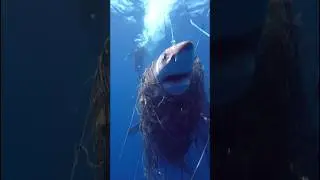 Dangerous shark rescue mission #animals #rescue #animalrescue #shark #shortvideo #shorts #fyp
