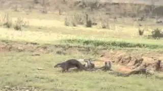 Kabini Otters.wmv