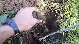 Come trapiantare un albero di noce nato spontaneamente in un angolo dell'orto