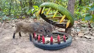 Creative Unique Wild Pig Trap Using Big Wood &Tires - Best Wild Pig Trap Using Big Wood& Tires