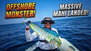 Catching Mahi mahi fish, Tuna fish and Bonito in the sea.
