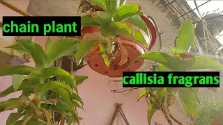 how to grow and take care callisia fragrans/basket plant/chain plant/best hanging basket plant