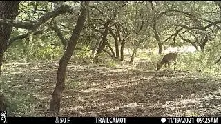 BackYard Trail Cam Moments- Episode 224