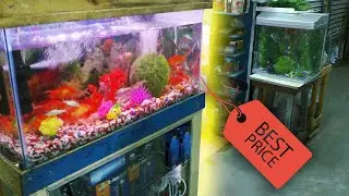 How to Buy Cheap FISH TANKS on a Budget