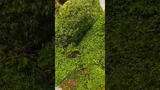 Looking at All Kinds of Moss!! | #moss #bioactive #naturelovers #naturalbeauty