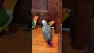Apollo Learned to Knock