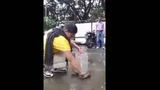 Brave girl catching king cobra snake with bare handed