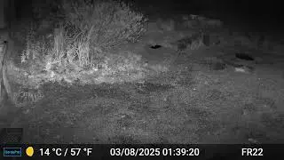 Hedgehog Videos Only Edit GardePro A3 Trail Camera 9 of 12 FR22 C&ocirc;tes d'Armor, Brittany, France