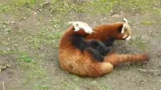 little Red Pandas mating