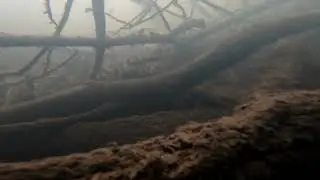 Platypus Feeding In The Wild