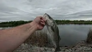 Top Water Hot Striper Bite 2025 the Start of the Spring Striper Run Has Begun!! Top Water Action!