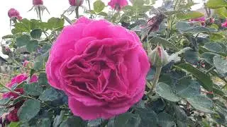 EDROSES/Троянда 🌹 Фюр Еліз ( Fur Elise ,KORelifur) , W. Kordes' S&ouml;hne Німеччина, 2020 .Флорибунда.