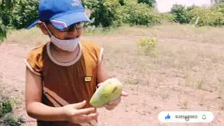 A visit to Mango Farm - Uncut | आम के बाग की मुलाकात