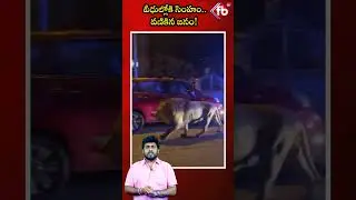 LION Escapes From Circus In Italy | Shorts | Youtube | Lion | Italy | FBTV NEWS
