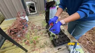 Just a Little More Food and It's Time to Propagate the Citronella | 2026 Feeding Fridays Ep. 04