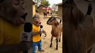 Friends es video main Dog aur Goat apas main baat kar rahe hai।#😂😂😂🙏🙏❤️❤️❤️#funny