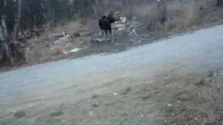 Pissed Cat vs Moose