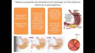 FISIOLOG&Iacute;A. PROPULSI&Oacute;N Y MEZCLA DE LOS ALIMENTOS EN EL TUBO DIGESTIVO