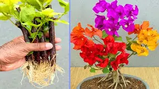 River Sand Helps to Grow   Bougainvillea Rooting very fast