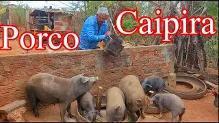 Porco Caipira de seu Manoel e as modernização Na sua criação