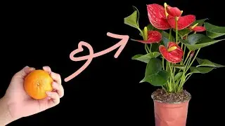 don't throw away the orange peel | love anthuriums