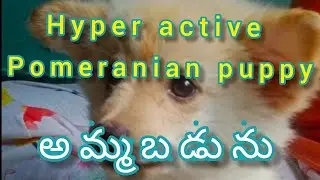 Pomeranian puppy for sale in Telugu Hyper active puppy|Sold out |