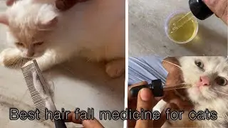 Cat hair fall solution ll cats hair fall ll hair fall medicine@the cat life
