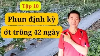 Tập 10  Phun thuốc định kỳ cho ớt 42 ngày