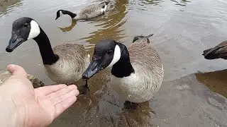 GOOSE, Hand Feeding Canadian Geese, Canada Goose
