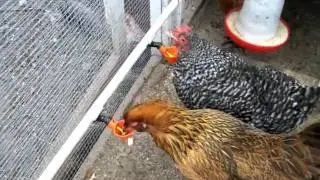 Chicken Waterer Cups