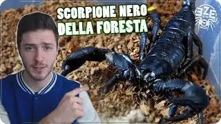 SCORPIONE NERO DELLA FORESTA : Curiosità & Allevamento (Heterometrus petersii)