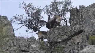 Spanish Ibex encounter