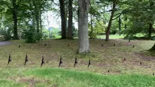 Low flying birds