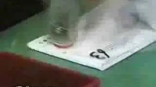 super fast stamping office lady