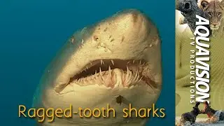 Aggressive looking Ragged-tooth sharks | #shark #sharkconservation