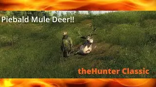 Piebald Mule Deer on Our Road to 190+ | theHunter Classic