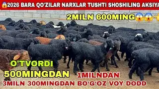 😳2Miln 600Mingdan Qo’zilar Keldi Sezon Boshlandi 3Miln 300Ming Bo’g’oz Qo’ylar 2026 Kotta Rekort