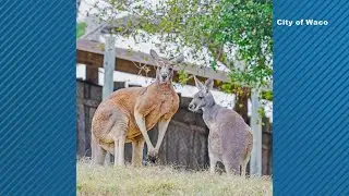 Cameron Park Zoo announces two new kangaroos