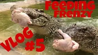 Crocodile Feeding Frenzy!