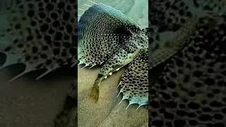 🐳Рыба🪽Летающий🪸Гурнард🐠