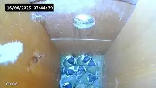 Great Tit nest Live Stream