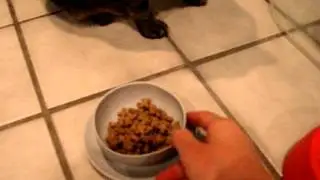 Pet Travel Bowls - Sleepypod Yummy Bowls Review - Floppycats