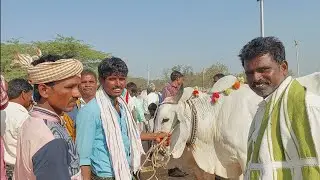 పెబ్బేరు సంతలో తక్కువ ధరకే ఎద్దులు కొన్న నాగిరెడ్డిపల్లి రైతు | cheapest Bulls price in Pebbair | Ox