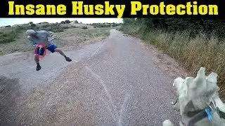 *Warning* Siberian Husky Protecting Owner Caught On Video | Guard Dog Test In Action