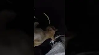 Vegan cat