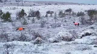 &THORN;oka og &THORN;ruma &aacute; morgun&aelig;fingu - Two GSP on morning practice in Iceland