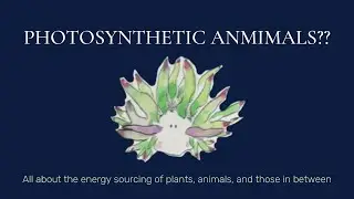 The Leaf Sheep, a Biological Anomaly
