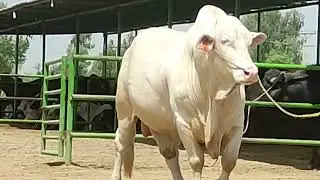 Gulabi Surj mukhi 0043 semen available at Pitafi livestock farm Mir Pur mathelo 03464092365