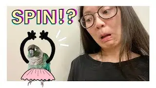 HOW TO TEACH YOUR BIRD TO SPIN! | EASY Beginner Bird Training Tutorial| Parrot Tricks